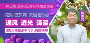 花期防灰霉，关键看3点